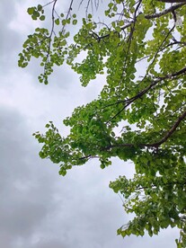 乌云夭娇天欲雨