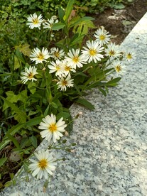 野花无数不知名