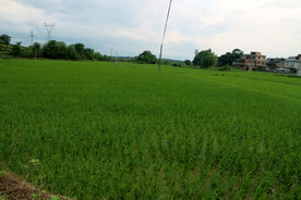 田园风光