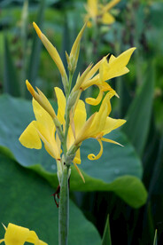 美人蕉花