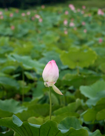 荷花花苞