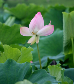 荷花花苞花蕾
