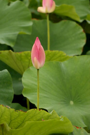 荷花花苞