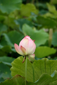 荷花花苞花蕾
