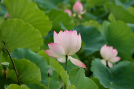 荷花花苞花蕾