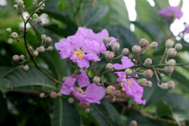 紫薇花
