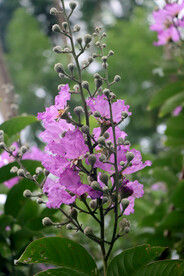 紫薇花