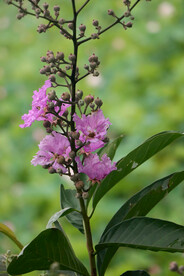 紫薇花