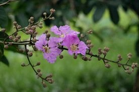 紫薇花