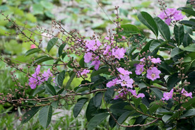 紫薇花
