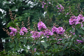 紫薇花