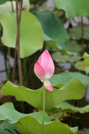 荷花花苞