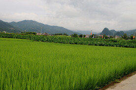 田园风光
