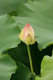 荷花花苞花蕾