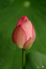 荷花花苞花蕾