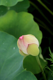 荷花花苞花蕾
