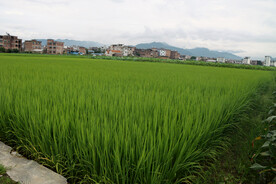 田园风光