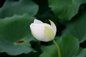 荷花花苞花蕾