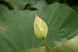 荷花花苞花蕾
