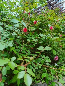待得暖风催花绽2