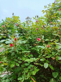 暖风催花绽