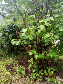 社区市政绿化野外观赏树木