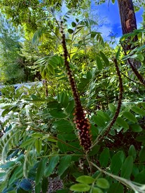 火炬树 紫穗槐 花槐棉槐 花穗