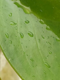 雨后 豆瓣绿肥厚叶片 