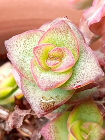 多肉植物十字星锦
