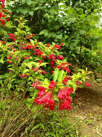 红色锦带花盛开绿化灌木花丛