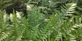 蕨类植物