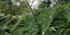 野外蕨类植物