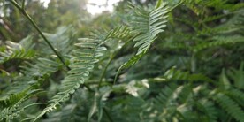 野外蕨类植物