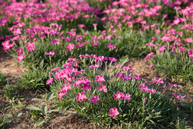 花团锦簇 野花