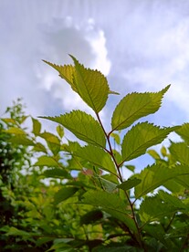 榆树叶片上的落日余辉