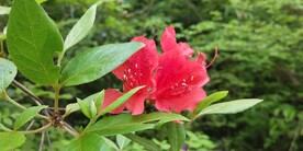 野外杜鹃花