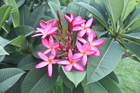 鸡蛋花