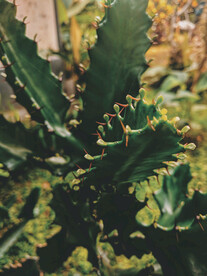 植物园仙人掌图片