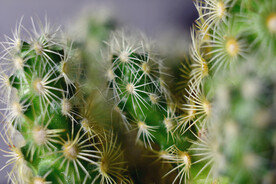 仙人掌 植物