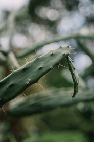 仙人掌 植物园 图片