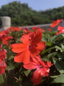 大红花 城市绿化建设