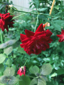 院子里的红玫瑰 花的图片