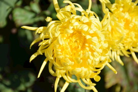 金丝皇菊 贵州菊花 镇远皇菊 