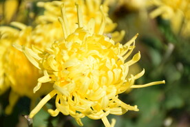 金丝皇菊 贵州菊花 镇远皇菊