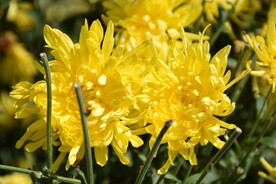 金丝皇菊 贵州菊花 镇远皇菊