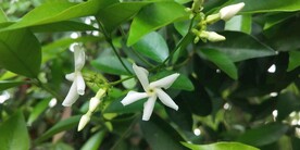 络石花