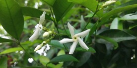 络石花