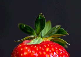 草莓