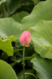 荷花花苞