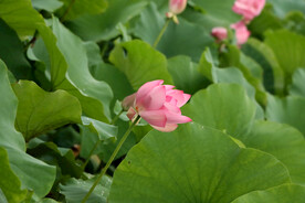 荷花花苞